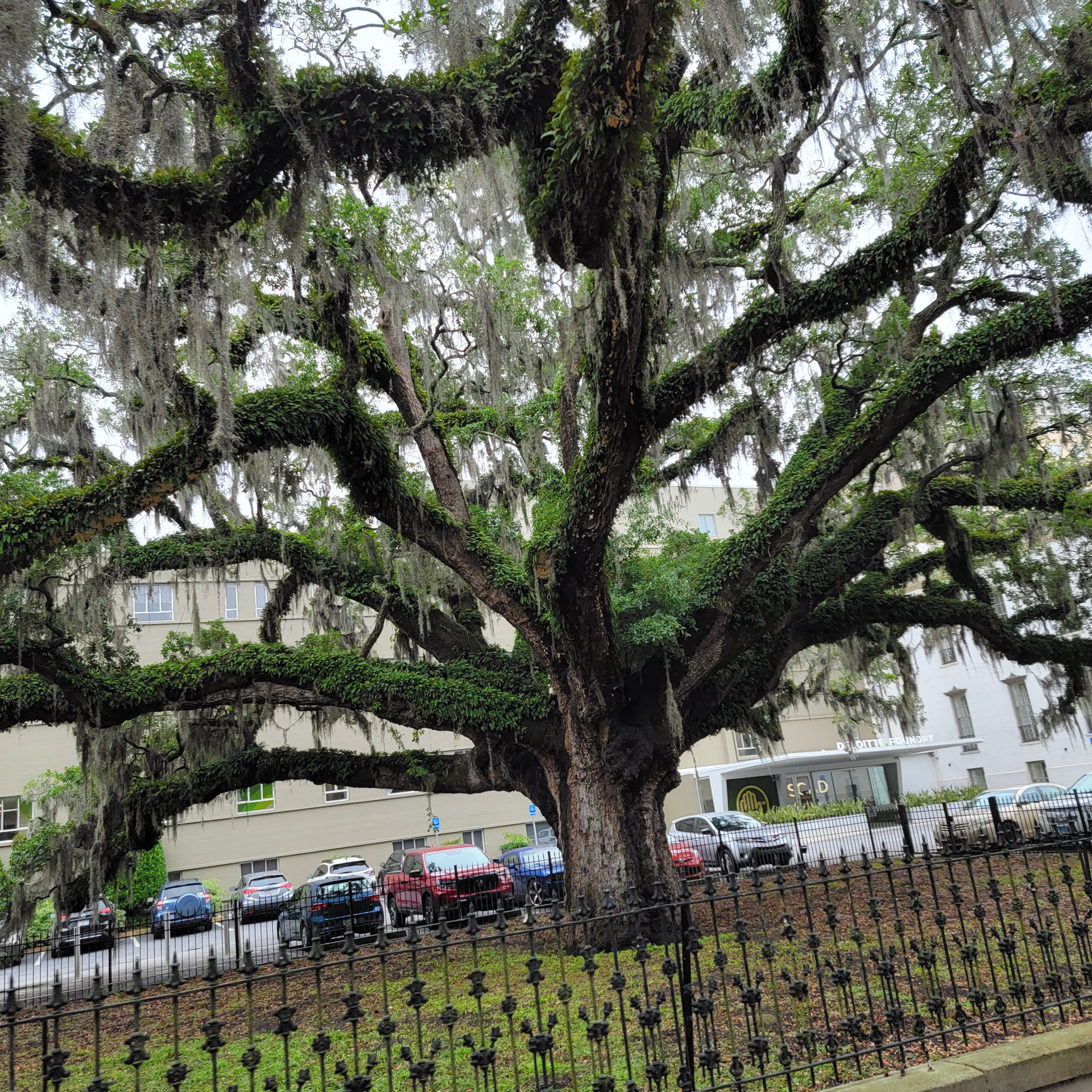 Savannah, Georgia - History and the Beach! blog post